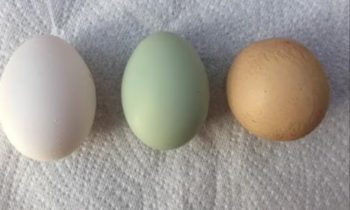 Penemuan Langka! Telur Bulat Sempurna Ditemukan di Melbourne