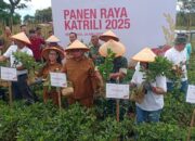 Dukung Ketahan Pangan, RD- Vasung Hadiri Panen Raya Katrili 2025 Bersama PGE Lahendong di Tompaso Barat