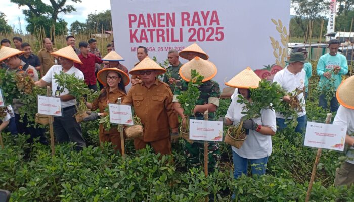 Dukung Ketahan Pangan, RD- Vasung Hadiri Panen Raya Katrili 2025 Bersama PGE Lahendong di Tompaso Barat