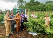 BI Sulut dan Poktan Sukoi Rabbit Tomohon Panen Perdana Cabai Rawit