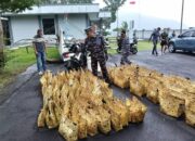 Tim SFQR Lanal Tahuna Gagalkan Penyelundupan 227 Ekor Ayam Filipina Senilai 2,2 M