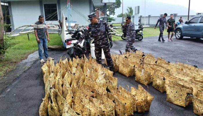Tim SFQR Lanal Tahuna Gagalkan Penyelundupan 227 Ekor Ayam Filipina Senilai 2,2 M