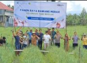 Poktan Berkah Kotamobagu, Binaan BI Sulut Panen Bawang Merah 10.000 Pon
