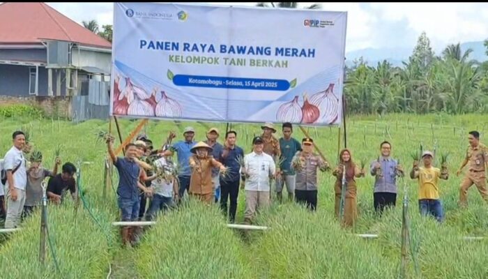 Poktan Berkah Kotamobagu, Binaan BI Sulut Panen Bawang Merah 10.000 Pon