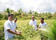 Bersama Poktan Rajawali, BI Sulut Panen Cabe Rawit di Essang Selatan Talaud