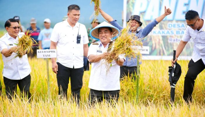 Gubernur Yulius Turun Sawah Panen Padi di Touliang Kakas
