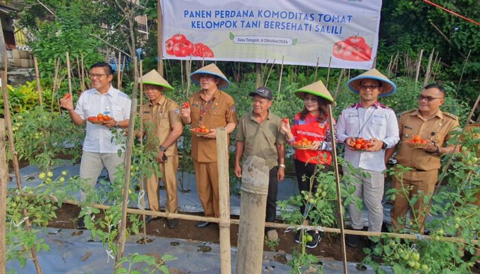 Sokong Pengendalian Inflasi di Sitaro, BI Sulut Saksikan Panen Perdana Tomat di Desa Salili
